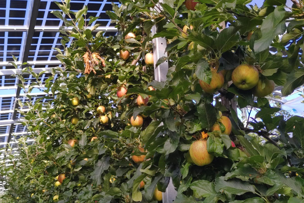 APV-Obstbau.png