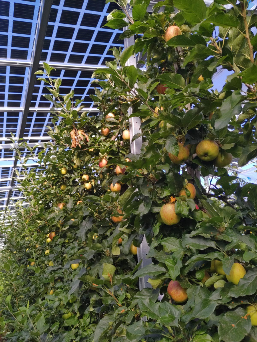 APV-Obstbau.png