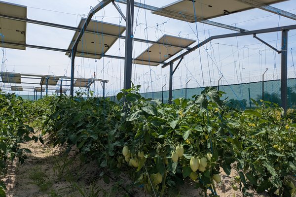 APV_Tomatoes_University of Namibia_PXL_20250210_124638934