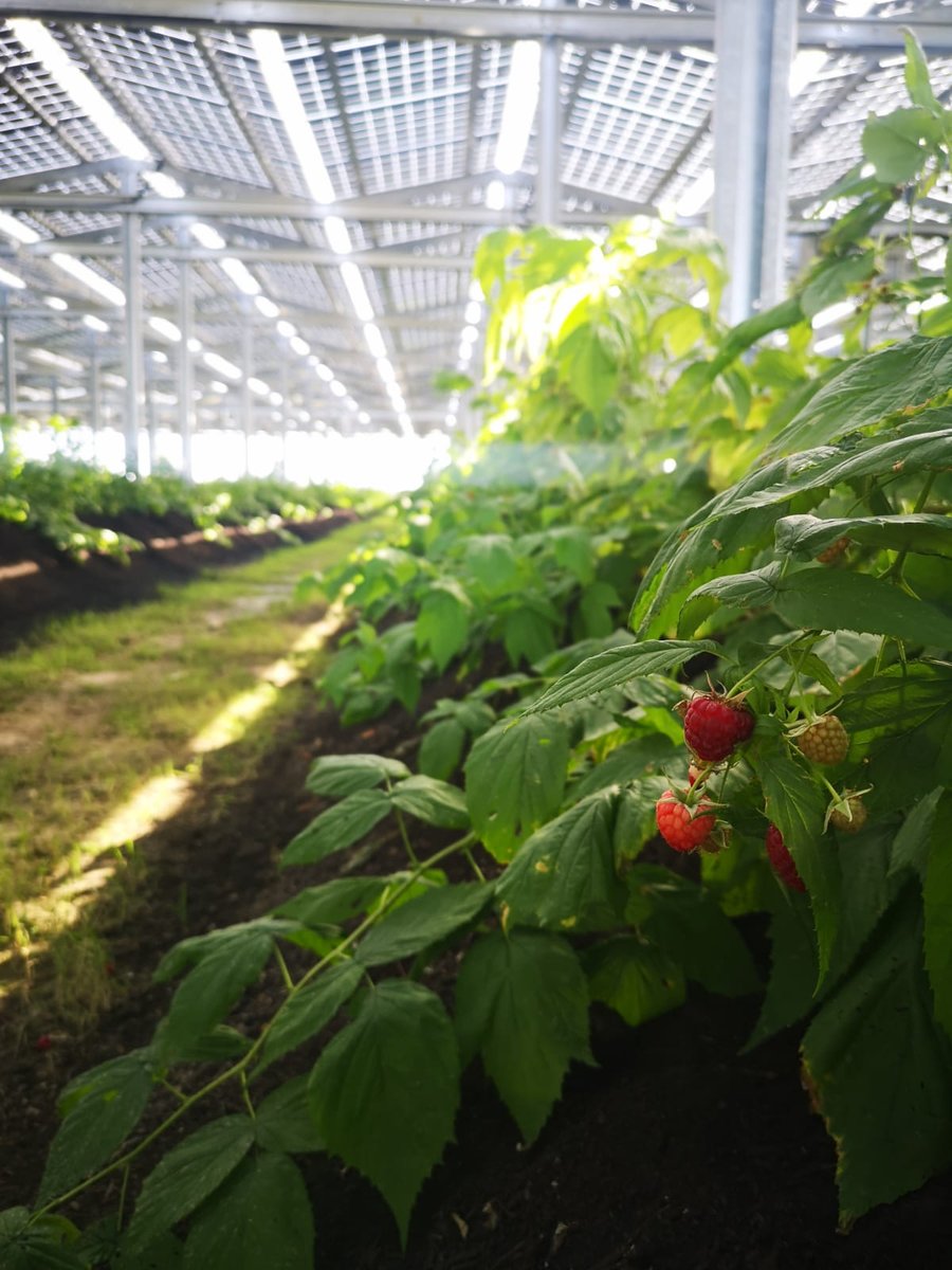 Agri-PV im Beerenanbau